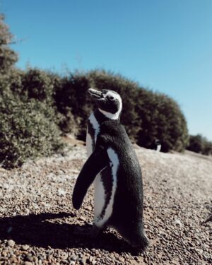 Tere Kuster Instagram - La reserva Natural Estancia San Lorenzo se encuentra dentro del área natural protegida Península Valdés a 160 km de la ciudad de Puerto Madryn, provincia de Chubut, Patagonia Argentina.

Sobre sus costas hay una colonia de más de 600.000 pingüinos de Magallanes 🐧🖤