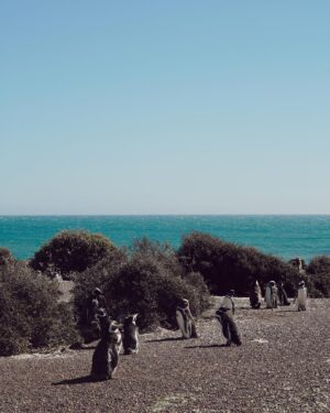 Tere Kuster Instagram - La reserva Natural Estancia San Lorenzo se encuentra dentro del área natural protegida Península Valdés a 160 km de la ciudad de Puerto Madryn, provincia de Chubut, Patagonia Argentina.

Sobre sus costas hay una colonia de más de 600.000 pingüinos de Magallanes 🐧🖤