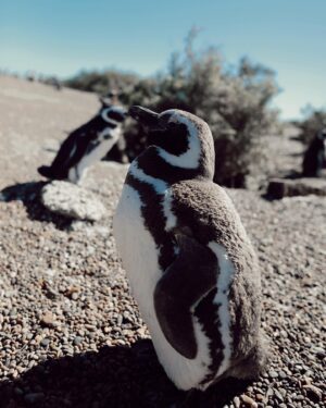 Tere Kuster Instagram - La reserva Natural Estancia San Lorenzo se encuentra dentro del área natural protegida Península Valdés a 160 km de la ciudad de Puerto Madryn, provincia de Chubut, Patagonia Argentina.

Sobre sus costas hay una colonia de más de 600.000 pingüinos de Magallanes 🐧🖤