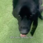 Teresa Palmer Instagram - 😭😭😭 Kato’s up and at em!!! @walkinpets has changed everything for our guy. He’s so full of life and energy that seeing his back legs failing him each day was heartbreaking. The life that this wheelchair has brought back to him is beyond moving. I have loved watching the videos of other dogs finding their freedom with their @walkinpets wheelchairs and now it’s time for our guy to fly. Thank you for igniting his spark again 🥹 the set up was so easy and we were walked through the process of making sure he was in properly and feeling comfortable. We know because of #degenerativemyelopathy that the years are limited with Kato but this changes things for him and allows us to really focus on giving him the adventures he deserves while he’s still earthside with us. 🖤🖤🖤 Thanks again to Nick and the whole @walkinpets team! #germanshepard #dogsofinstagram