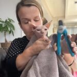 Terra Jolé Instagram - This was personal. Yes these are giant clippers, couldn’t find my cat clippers. No cat was hurt in the making of this video. #oddeye #sphynx #sphynxcat #trixiethesphynx