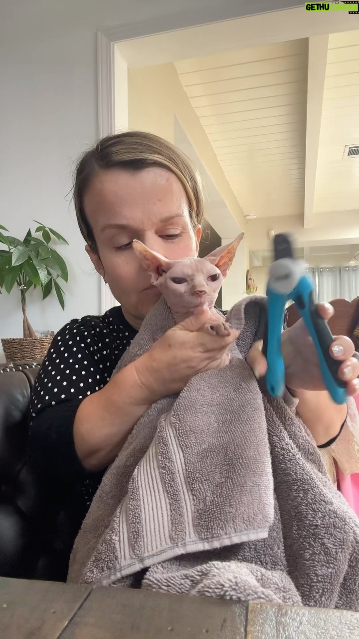 Terra Jolé Instagram - This was personal. Yes these are giant clippers, couldn’t find my cat clippers. No cat was hurt in the making of this video. #oddeye #sphynx #sphynxcat #trixiethesphynx