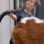 Terra Jolé Instagram – Wash day which means rain day in LA. 🤣 Grateful the rain waited until I was done.  Barbara and Butters loved it. #buttersthesaint #barbarathesaint #saintbernard #stbernard #saintbernardsofinstagram #saints #washday