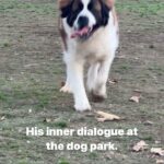 Terra Jolé Instagram – He now cry’s the whole way here and sleeps the whole way back.  Lol. Good times. #buttetsthesaint #saintbernard #stbernard #dogpark
