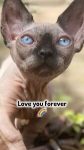 Terra Jolé Instagram - What it feels like loosing a best friend. 🌈 #bobthebambino #sphynx #bambino #catloss #rainbowbridge