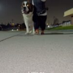 Terra Jolé Instagram - Go on a night walk with us! Butters is clearly known by the entire neighborhood as we were a half mile from our home when the sweet couple approached us. This kind of thing happens all of the time with him. He’s both feared and loved in the neighborhood. 🤣 #saintbernard #stbernard #buttersthesaint #butters #rescuedog