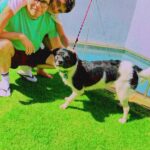 Thiago Fragoso Instagram – Aproveitando o Sol de rachar! Dia de dar banho no Ozzy… Ele não tá mais se assustando com o banho. Hoje já deu até pra ver que ele curtiu! 👍🏻☺️

#pet #cachorro #dog