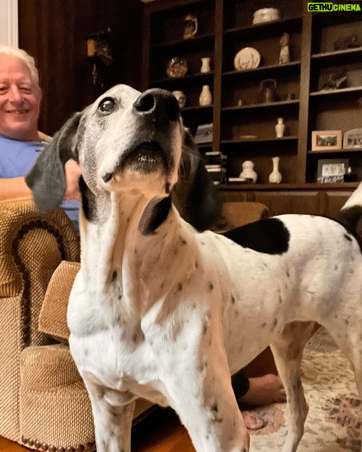Thomas Sanders Instagram - This past weekend, I had to say goodbye to Oliver. It was his time, and I know he’s now running in big green fields somewhere, maybe hanging once again with his ole pal, Lucy. I love you, Oliver. Forever my sassy lassie. 🖤