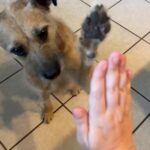 Thomas Sanders Instagram - Dog Tricks 🐶 (W/ @nicolemlvisco, @itskaylajean, & @worldofjarvis) #dogs #comedy #relatable #dogtricks #friends #cute