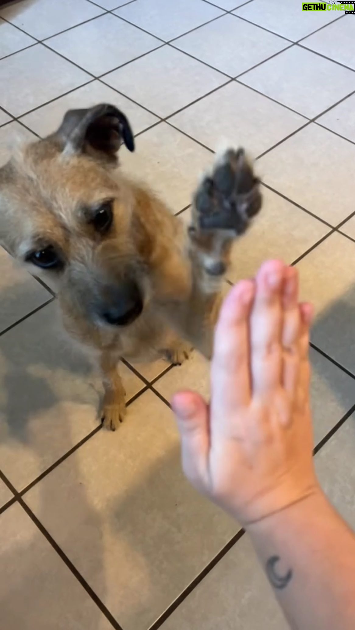 Thomas Sanders Instagram - Dog Tricks 🐶 (W/ @nicolemlvisco, @itskaylajean, & @worldofjarvis) #dogs #comedy #relatable #dogtricks #friends #cute
