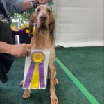 Tim McGraw Instagram - So proud of Lepshi!! He’s always been a winner in our eyes!   Lepshi won best of breed today for the Bracco Italiano, the first year for the breed at Westminster. #westministerdogshow