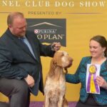 Tim McGraw Instagram - So proud of Lepshi!! He’s always been a winner in our eyes!   Lepshi won best of breed today for the Bracco Italiano, the first year for the breed at Westminster. #westministerdogshow
