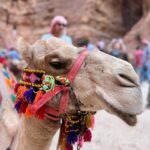 Tima Shomali Instagram - المدينة الوردية 💗 #البتراء . #rosecity #petra #visitjordan