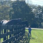 Todd Chrisley Instagram - Just a girl and her horses .