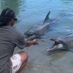 Todd Gurley Instagram – 🐬🦭