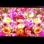 Tomomi Itano Instagram – KANSAI Collection 2024 SS 🌼
𝐑𝐨𝐬𝐲 𝐋𝐮𝐜𝐞 𝐒𝐭𝐚𝐠𝐞 🌹　

去年の夏に続き、今回も出演させていただきました✨

やはり、何度みても、巨大スクリーンに私のブランド
【Rosy Luce】の文字が写し出されるのは感動します😭♥️

今回もコーディネート、ヘアメイクディレクション、
楽曲、映像制作、ディレクションさせていただきました。

表舞台に立つのも好きですが、
クリエイティブな作業、モノづくりが私は大好きです。
自分の頭の中に思い描いてるイメージをこうして
ランウェイ場に具現化できる。
そして、私の作ったお洋服を身に纏って
モデルさん達がウォーキングしてくださる✨夢のような時間でした💐

今回ランウェイを歩いてくださった
鈴木愛理ちゃん　@airisuzuki_official_uf 
HIMEKAちゃん　@hmk_queen 
アリアナさくらちゃん　@_ariannasakura_ 
大友花恋ちゃん　@karen_otomo 
福岡みなみちゃん　@fukuokaminami373 
上西星来ちゃん　@seira_jonishi_tpd 
とっても可愛くて豪華な皆さんに出演していただけて、感謝です🎀

今回も素敵なステージを一緒に作り上げて下さった
関西コレクション関係者の皆様、本当にありがとうございます✨
@kansaicollection 

今後とも更なる高みを目指して、女性をエンパワーメントできるように✊🏻
邁進して参りたいと思います❤️‍🔥Rosy Luce をよろしくお願いします🥀

@rosyluce 
#Rosyluce
#関西コレクション
#kansaicollection