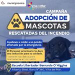 Tonka Tomicic Instagram - @municipiovina ⚠️🐶CAMPAÑA DE ADOPCIÓN DE MASCOTAS 🐱⚠️ ¡Ayúdanos a cuidar a una mascota rescatada del incendio! 💛 ▶️ Ven a adoptar a la Escuela Libertador Bernardo O’Higgins (Alberto Blest Gana #360)