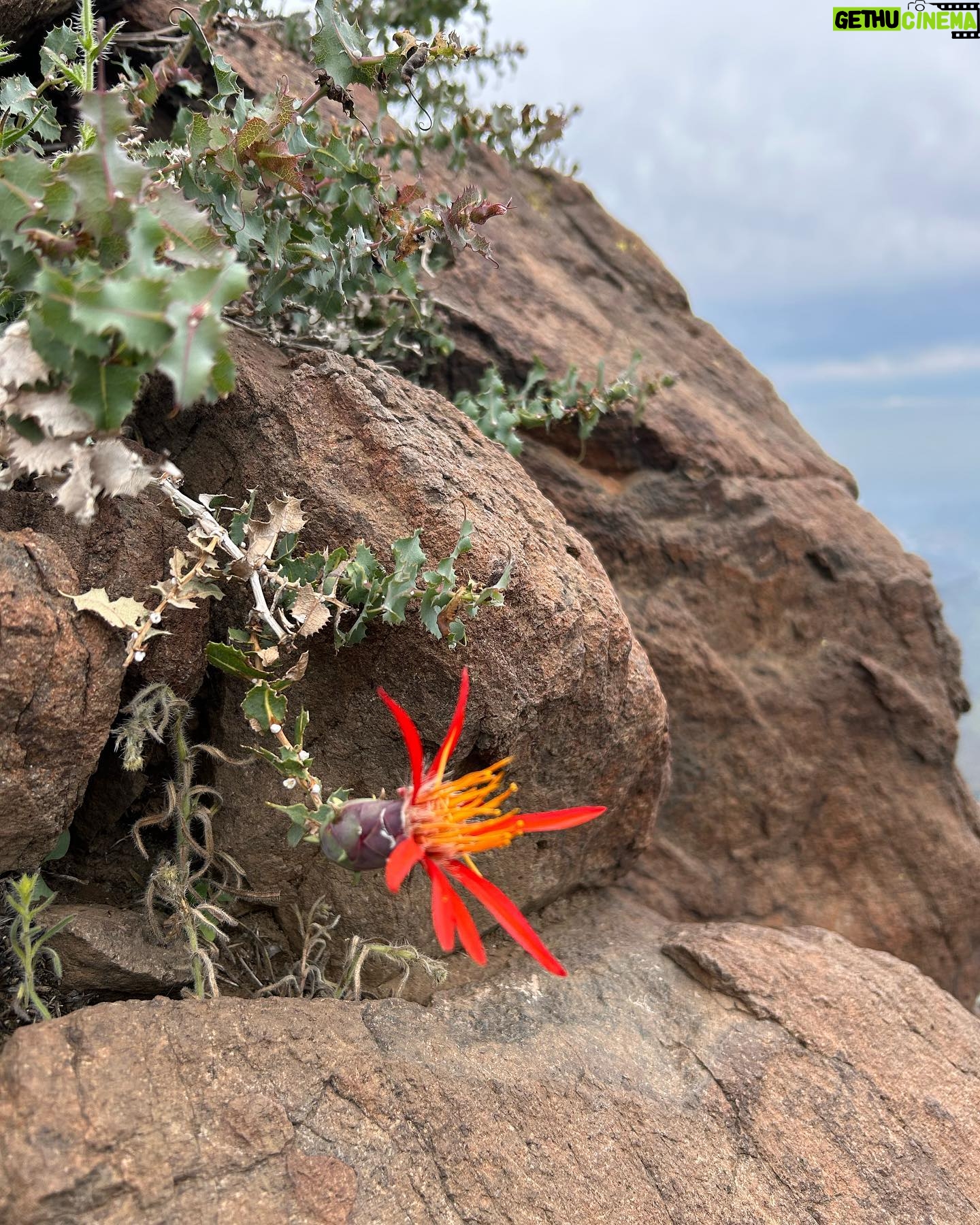 Tonka Tomicic Instagram - Y llegamos al #pochoco 1.804 m. Laaarga caminata, desafiante y muy entretenida! El esfuerzo siempre es compensado cuando llegamos a la cima pero quedaba lo más complicado: bajar. Comparto algunas de las hermosas flores que embellecen el camino. #equipo 💪🏻♥️⛰️