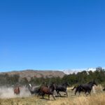 Tonka Tomicic Instagram - #patagonia ♥️🐴♥️
