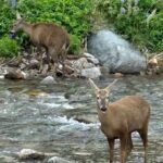 Tonka Tomicic Instagram - Es mi regreso a la #patagonia y no me deja de sorprender. Quiero compartirlo! porque encontrarse con seis huemules pasa solo una vez en la vida ♥️ #huemul #reservacerrocastillo #chile #patagonia #carreteraaustral