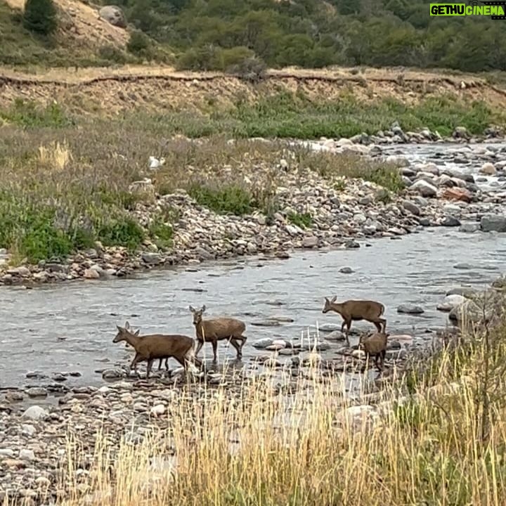 Tonka Tomicic Instagram - Es mi regreso a la #patagonia y no me deja de sorprender. Quiero compartirlo! porque encontrarse con seis huemules pasa solo una vez en la vida ♥️ #huemul #reservacerrocastillo #chile #patagonia #carreteraaustral