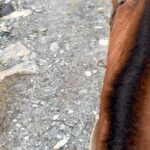 Tonka Tomicic Instagram - Día 9 #villaohiggins 🐎 En el sector Mayer, frente al glaciar azul, 3 horas de cabalgata acompañados por los perritos más fieles e intrépidos, nos acercamos a la frontera de Chile con Argentina. Gran grupo! De derecha a izquierda: Roberto, Cecilia, Aliro, Enrique y Don Remigio. Gracias por la cabalgata y las lentejas!!! #villaohiggins #mayer #patagonia 🇨🇱♥️