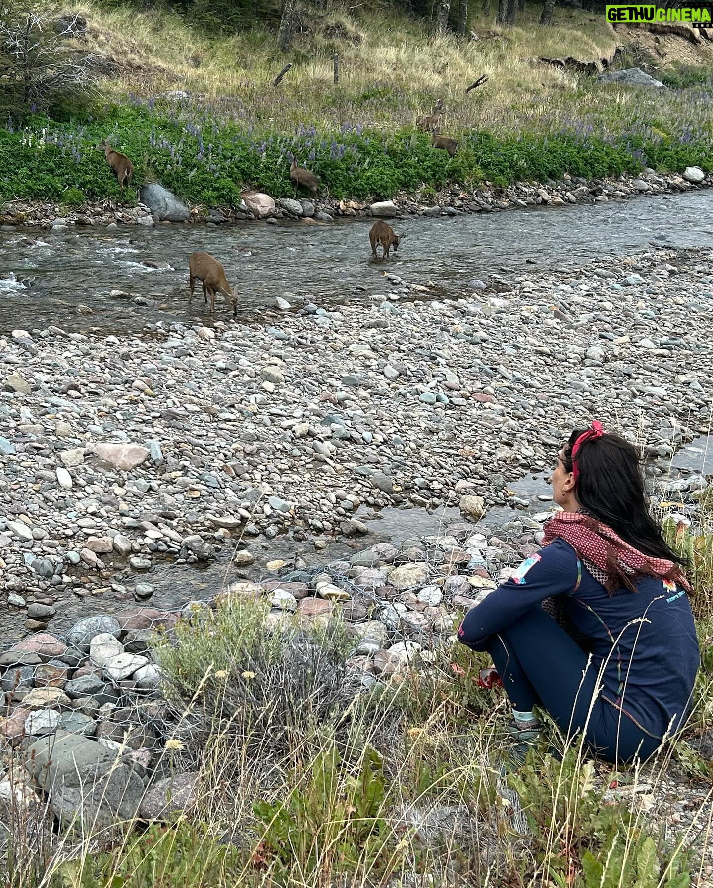 Tonka Tomicic Instagram - Es mi regreso a la #patagonia y no me deja de sorprender. Quiero compartirlo! porque encontrarse con seis huemules pasa solo una vez en la vida ♥️ #huemul #reservacerrocastillo #chile #patagonia #carreteraaustral