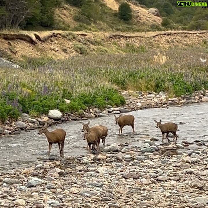 Tonka Tomicic Instagram - Es mi regreso a la #patagonia y no me deja de sorprender. Quiero compartirlo! porque encontrarse con seis huemules pasa solo una vez en la vida ♥️ #huemul #reservacerrocastillo #chile #patagonia #carreteraaustral