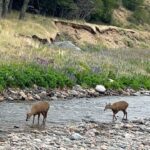 Tonka Tomicic Instagram - Es mi regreso a la #patagonia y no me deja de sorprender. Quiero compartirlo! porque encontrarse con seis huemules pasa solo una vez en la vida ♥️ #huemul #reservacerrocastillo #chile #patagonia #carreteraaustral