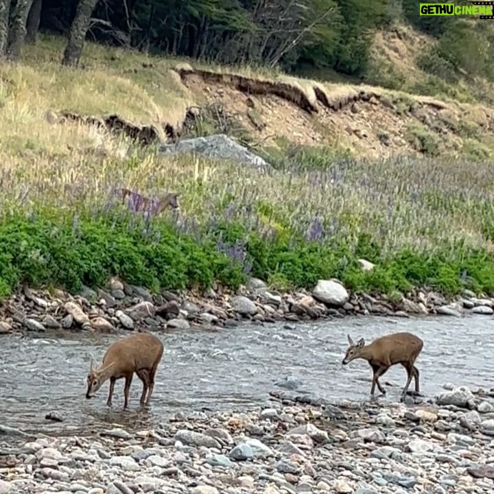 Tonka Tomicic Instagram - Es mi regreso a la #patagonia y no me deja de sorprender. Quiero compartirlo! porque encontrarse con seis huemules pasa solo una vez en la vida ♥️ #huemul #reservacerrocastillo #chile #patagonia #carreteraaustral