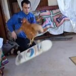 Tony Hawk Instagram - Do a kickflip. Don’t be a chicken… unless you’re @chicken.plug 🛹🐓