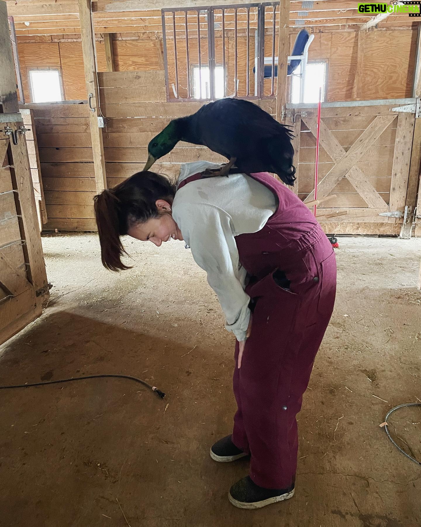 Torrey DeVitto Instagram - Weekends with my favorite guy, Quasi. This duck has the biggest, most unique personality. He is definitely the king of the barn! 💚