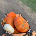 Torrey DeVitto Instagram - The start of fall. 🧡 🍁 🎃