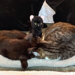 Tricia Helfer Instagram - Nothin’ to see here except love and cuteness.
