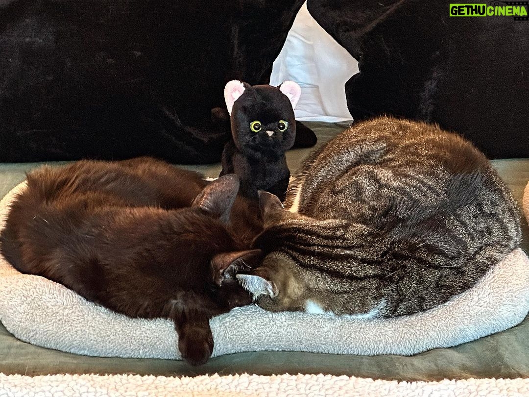 Tricia Helfer Instagram - Nothin’ to see here except love and cuteness.