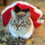 Tricia Helfer Instagram – We’re getting in the spirit!