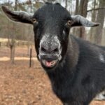 Tricia Helfer Instagram - Earl after his morning zoomies…after getting his hooves trimmed.