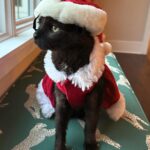 Tricia Helfer Instagram – We’re getting in the spirit!