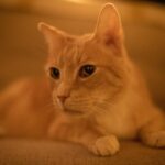Tricia Helfer Instagram - Old man Cesar ❤️ 📸 @bradcarterphotography @officialbradcarter