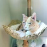 Tricia Helfer Instagram - My old man, Cesar, enjoying the sunshine. ❤️ #weekendvibes #rescuecat