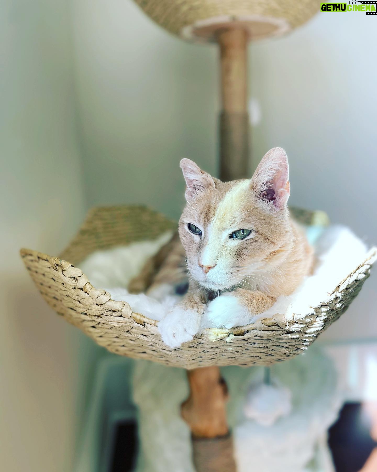 Tricia Helfer Instagram - My old man, Cesar, enjoying the sunshine. ❤️ #weekendvibes #rescuecat