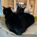 Tricia Helfer Instagram - Conjoined twins?