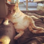Tricia Helfer Instagram – My main man, Cesar, crossed the #rainbowbridge this morning 💔 My heart is breaking but I know he’s out of pain now and frolicking with his old friends.  He was one of a kind.