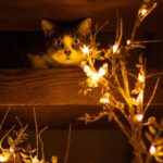 Tricia Helfer Instagram - Georgia loves the Christmas lights ❤️ 📸 @officialbradcarter @bradcarterphotography #rescue #adoptdontshop