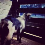 Tricia Helfer Instagram - When your best friend goes back to her Momma’s house. Earl is missing Sassy and won’t stop watching for her. 😢😢