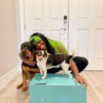Trinity Instagram – @tankandmarleyfatu let’s show them what we can do! 😂 #StupidPetTricks @TBSNetwork

STUPID PET TRICKS will be highlighting the best of America’s talented and silly pets from home bringing them to TV. TBS will be picking one trick a week to feature on-air during an episode of Stupid Pet Tricks and it could be yours!
 
“Stupid Pet Tricks” will premiere across TBS, Discovery, truTV and Animal Planet on Sunday, February 11 at 5:00 pm ET/ 2:00 PT, right after the Puppy Bowl! New episodes on TBS every Monday at 9:00pm ET/PT beginning February 12.