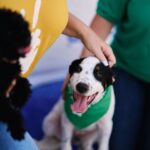 Trisha Yearwood Instagram – Happy Gotcha Day Mack! You make me smile every single day! Dottie must have sent you to me! 

PS: We just have a few days left to purchase #DottieYard merch before it’s gone. A portion of the proceeds goes to help animals in need! 🐾 xo
(Link in bio)