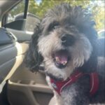 Trisha Yearwood Instagram – A donation has been made to #DottiesYard in memory of sweet Digger. We are sending out love to Gracie and Digger’s family who will miss him dearly.