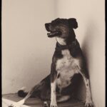 Triz Pariz Instagram - atena, escrevo agora com você longe, mas já te falei tudo isso quando soube que estava querendo ir. me lembro do dia que te coloquei pra dentro, tinha um cachorro querendo te comer e você parecia um bebê, exposta e só, ali, tentando entender o que ele fazia. me vi em você. você apareceu na porteira da mesma forma que partiu, sem pedir nada; entrou e ficou, deitou e se foi. saiba que é por ti que eu vivi, e agora terei que aprender a viver sem você, não sei como aceitar essa realidade onde não posso contar com seu olhar clemente sobre mim. também não sei quantos anos você tinha quando nos conhecemos, mas passamos doze anos juntas. nesse tempo em que deixei de ser uma menina e me tornei uma mulher, você viveu uma vida inteira. vi seu rosto de filhote embranquecer e seus dentes que comiam pedra passarem a querer sachês ao invés de ração. sentia que você entendia cada coisa, e que ficou ao meu lado por escolha, não porque eu te dava comida, afinal eu não estava lá todo dia (nem toda semana) pra isso, mesmo assim você sempre me teve como sua dona, sua grande paixão. eu te chamo de filha mas foi você quem me ensinou que quando se ama, não se enxerga o outro pelo que ele faz, mas pelo que ele é. já me vi sem ninguém, solitária, exceto por você. em minhas piores memórias, muito era incerto, mas não seu amor, incondicional, e não seu rabino, que balançava sem parar quando me via, mas não agora. você foi tudo pra mim. cuidava de mim a todo custo, até em situações que eu não precisava de proteção, como quando estávamos fazendo cabo de guerra na piscina e você pensou que eu tava me afogando, assim pulando e tentando me levar até a borda mordendo meu cabelo. eu te dei abrigo, mas você era o meu. sempre disse que meu lugar favorito era o sitio, onde você morava, mas por melhor que lá seja, agora vejo que falava isso por sua causa. onde você estivesse seria o melhor lugar pra mim, eu podia chorar enquanto te abraçava, você não me exigia motivos, nem os minimizaria, não me rebaixava ou punia, só me acolhia, lambia meu rosto e me dava sua barriga, em você eu conseguia descansar.
