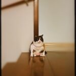 Triz Pariz Instagram - 1. Selfie em espelho (tirei o cabelão) 2. Nilson linguetinha 3. Breu fazendo T pose (ta tremido pois eu estava cagando de rir quando tirei a foto) 4. Nala agindo estranho igual um sapo